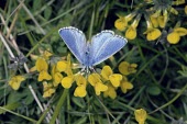 Male adonis blue on flower Adonis blue,Lysandra bellargus,Arthropoda,Arthropods,Lepidoptera,Butterflies, Skippers, Moths,Insects,Insecta,Coppers, Hairstreaks,Lycaenidae,Europe,Fluid-feeding,Wildlife and Conservation Act,Tempera