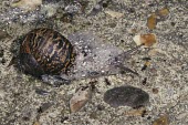Garden snail fending off ants David Element Helix aspersa,Garden snail,Gastropoda,Gastropods,Mollusca,Mollusks,Sand-dune,Animalia,Herbivorous,Asia,Common,Stylommatophora,North America,Forest,Agricultural,Africa,Terrestrial,Helix,Urban,Helicidae,Europe