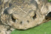 Common toad Adult,Bufo bufo,Common toad,Chordates,Chordata,Anura,Frogs and Toads,Bufonidae,Toads,Amphibians,Amphibia,Crapaud Commun,Sapo Común,Crapaud Vulgaire,Aquatic,Carnivorous,Species of Conservation Concern