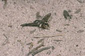 Mottled bee-fly Thyridanthrax fenestratus,Mottled beefly,Bombyliidae,Bee Flies,Diptera,True Flies, Flies,Arthropoda,Arthropods,Insects,Insecta,Mottled bee-fly,Terrestrial,Fluid-feeding,Animalia,Heathland,Europe,Paras
