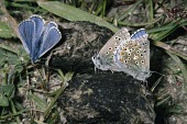 Adonis blue butterflies Adonis blue,Lysandra bellargus,Arthropoda,Arthropods,Lepidoptera,Butterflies, Skippers, Moths,Insects,Insecta,Coppers, Hairstreaks,Lycaenidae,Europe,Fluid-feeding,Wildlife and Conservation Act,Tempera