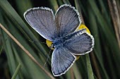 Silver-studded blue Silver studded blue,Plebejus argus,Lepidoptera,Butterflies, Skippers, Moths,Coppers, Hairstreaks,Lycaenidae,Arthropoda,Arthropods,Insects,Insecta,Plebeius argus,Silver-studded blue,Animalia,Wildlife a
