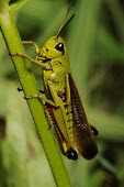 Male large marsh grasshopper Stethophyma grossum,Large marsh grasshopper,Arthropoda,Arthropods,Insects,Insecta,Orthoptera,Grasshoppers, Crickets and Katydids,Acrididae,Grasshoppers and Locusts,Wetlands,Europe,Animalia,Omnivorous,