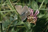Female adonis blue, dorsal view Adonis blue,Lysandra bellargus,Arthropoda,Arthropods,Lepidoptera,Butterflies, Skippers, Moths,Insects,Insecta,Coppers, Hairstreaks,Lycaenidae,Europe,Fluid-feeding,Wildlife and Conservation Act,Tempera