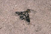 Mottled bee-fly Thyridanthrax fenestratus,Mottled beefly,Bombyliidae,Bee Flies,Diptera,True Flies, Flies,Arthropoda,Arthropods,Insects,Insecta,Mottled bee-fly,Terrestrial,Fluid-feeding,Animalia,Heathland,Europe,Paras