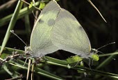 Large white male and female mating Large white,Pieris brassicae,Lepidoptera,Butterflies, Skippers, Moths,Insects,Insecta,Arthropoda,Arthropods,Nymphalidae,Brush-Footed Butterflies,Fluid-feeding,Common,Europe,Pieris,Animalia,Urban,Agric
