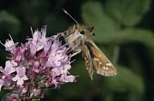 Silver-spotted skipper feeding Silver spotted skipper,Hesperia comma,Arthropoda,Arthropods,Insects,Insecta,Skippers,Hesperiidae,Lepidoptera,Butterflies, Skippers, Moths,Silver-spotted skipper,Flying,Temperate,Asia,Fluid-feeding,Hes