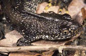Close up of a great crested newt Adult,Great crested newt,Triturus cristatus,Salamandridae,Newts,Chordates,Chordata,Salamanders,Caudata,Amphibians,Amphibia,northern crested newt,warty newt,Urodela,Wildlife and Conservation Act,STAT_H