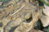 Common toad Adult,Bufo bufo,Common toad,Chordates,Chordata,Anura,Frogs and Toads,Bufonidae,Toads,Amphibians,Amphibia,Crapaud Commun,Sapo Común,Crapaud Vulgaire,Aquatic,Carnivorous,Species of Conservation Concern