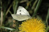 Green-veined white butterfly feeding Pieris napi,Green-veined white,Arthropoda,Arthropods,Lepidoptera,Butterflies, Skippers, Moths,Insects,Insecta,Whites, Sulphurs, Orange-tips,Pieridae,Terrestrial,Temperate,Heathland,Fluid-feeding,Commo