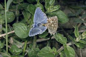 Adonis blue butterflies mating Adonis blue,Lysandra bellargus,Arthropoda,Arthropods,Lepidoptera,Butterflies, Skippers, Moths,Insects,Insecta,Coppers, Hairstreaks,Lycaenidae,Europe,Fluid-feeding,Wildlife and Conservation Act,Tempera