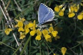 Male adonis blue feeding Adonis blue,Lysandra bellargus,Arthropoda,Arthropods,Lepidoptera,Butterflies, Skippers, Moths,Insects,Insecta,Coppers, Hairstreaks,Lycaenidae,Europe,Fluid-feeding,Wildlife and Conservation Act,Tempera