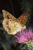 Side view of a high brown fritillary butterfly Argynnis adippe,High brown fritillary,Nymphalidae,Brush-Footed Butterflies,Lepidoptera,Butterflies, Skippers, Moths,Insects,Insecta,Arthropoda,Arthropods,Animalia,Argynnis,Fluid-feeding,Temperate,Scru