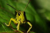 Large marsh grasshopper, anterior view Stethophyma grossum,Large marsh grasshopper,Arthropoda,Arthropods,Insects,Insecta,Orthoptera,Grasshoppers, Crickets and Katydids,Acrididae,Grasshoppers and Locusts,Wetlands,Europe,Animalia,Omnivorous,