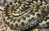 Adder Adult,Vipera berus,Adder,Reptilia,Reptiles,Squamata,Lizards and Snakes,Viperidae,Pit Vipers,Chordates,Chordata,Temperate,lotievi,Terrestrial,Heathland,Asia,Wildlife and Conservation Act,Europe,Animali