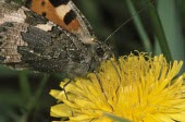 Small tortoiseshell butterfly feeding Small tortoiseshell,Aglais urticae,Lepidoptera,Butterflies, Skippers, Moths,Insects,Insecta,Nymphalidae,Brush-Footed Butterflies,Arthropoda,Arthropods,Fluid-feeding,Flying,Agricultural,Europe,Animalia