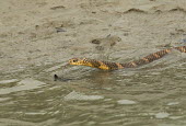 King cobra swimming across a river in the Sundarbans biosphere reserve cobra,snake,snakes,reptile,reptiles,scales,scaly,reptilia,lizards and snakes,cold blooded,pigment,tongue,swimming,swim,water,King cobra,Ophiophagus hannah,Squamata,Lizards and Snakes,Elapidae,Elapids,