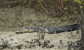 Saltwater crocodile lying in mangroves of the Sundarbans tiger reserve crocodile,croc,crocs,reptile,reptiles,scales,scaly,reptilia,lizards and snakes,cold blooded,teeth,eyes,mud,muddy,mangrove,mangroves,predator,carnivore,Saltwater crocodile,Crocodylus porosus,Salt-water