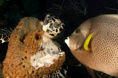 A hawksbill turtle eating a sponge, watched by a curious grey angelfish hawksbill,turtle,turtles,sea turtle,sea turtles,beak,cold blooded,reptile,reptiles,eating,feeding,food,diet,sponge,sponges,gray angelfish,angelfish,fish,reef,coral reef,reef life,marine,marine life,se
