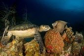 A hawksbill turtle eating a sponge, visited by a curious grey angelfish hawksbill,turtle,turtles,sea turtle,sea turtles,beak,cold blooded,reptile,reptiles,eating,feeding,food,diet,sponge,sponges,gray angelfish,angelfish,fish,reef,coral reef,reef life,marine,marine life,se