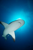 Caribbean reef shark swimming overhead reef shark,shark,sharks,sharks and rays,elasmobranch,elasmobranchs,elasmobranchii,predator,marine,marine life,sea,sea life,ocean,oceans,water,underwater,aquatic,reef,reef life,mouth,belly,shark sucker