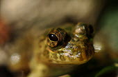 Close up of a frogs face frog,frogs,frogs and toads,amphibian,amphibians,eye,eyes,skin,close up,macro,shallow focus,looking at camera