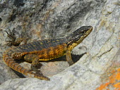 A Cape girdled lizard basking on a rock Cape girdled lizard,lizard,lizards,reptile,reptiles,scales,scaly,reptilia,lizards and snakes,terrestrial,cold blooded,spiny,spines,spikey,armour,yellow,pigment,pigmentation,colour,colourful,close up,r