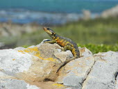 A Cape grag lizard basking on a rock Cape grag lizard,lizard,lizards,reptile,reptiles,scales,scaly,reptilia,lizards and snakes,terrestrial,cold blooded,yellow,pigment,pigmentation,colour,colourful,rock,sunbathing,basking,Animalia,Chordat