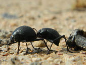 Namib desert beetle crawling onto another Namib desert beetle,fogstand beetle,Darkling beetle,beetle,beetles,insect,insects,invertebrate,invertebrates,macro,close up,pair,shallow focus,arthropod,Animalia,Arthropoda,Insecta,Coleoptera,Tenebrio