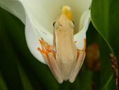 Arum lily frog sitting on a flower+ tree frog,frog,frogs,frogs and toads,amphibian,amphibians,close up,flower,petal,macro,shallow focus,feet,toes,Arum lily frog,Hyperolius horstockii,Anura,Frogs and Toads,Amphibians,Amphibia,Chordates,C