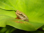 Arum lily frog sat on a leaf tree frog,frog,frogs,frogs and toads,amphibian,amphibians,close up,flower,style,pistil,petal,face,macro,shallow focus,shelter,home,Arum lily frog,Hyperolius horstockii,Anura,Frogs and Toads,Amphibians