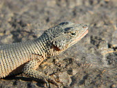 Close up of a Karoo girdled lizard basking on a rock Karoo girdled lizard,lizard,lizards,reptile,reptiles,scales,scaly,reptilia,lizards and snakes,terrestrial,cold blooded,close up,shallow focus,armour,armoured,dragon,Animalia,Chordata,Squamata,Cordylid