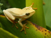 Arum lily frog sitting in leaves tree frog,frog,frogs,frogs and toads,amphibian,amphibians,close up,leaf,green,green background,macro,shallow focus,toes,feet,webbed feet,Arum lily frog,Hyperolius horstockii,Anura,Frogs and Toads,Amph