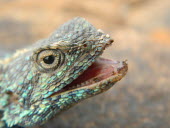 Close up of a Southern rock agama head Southern rock agama,rock agama,lizard,lizards,reptile,reptiles,scales,scaly,reptilia,lizards and snakes,terrestrial,cold blooded,spiny,spines,spikey,armour,blue,pigment,pigmentation,colour,colourful,s