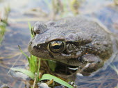 Raucous toad sitting in flooded grass Raucous toad,Rangerâs toad,toad,toads,frogs and toads,amphibian,amphibians,Animalia,Chordata,Amphibia,Anura,close up,macro,shallow focus,pond,lake,ponds and lakes,wetland,water,Bufonidae,Sclerophry
