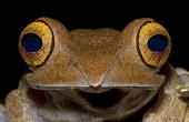 Close up portrait of a boophis frog with emphasis on the eyes frog,frogs,frogs and toads,amphibian,amphibians,eye,eyes,blue,brown,macro,close up,black,shallow focus,face,pupil,pupils,Madagascar bright-eyed frog,Boophis madagascariensis,Boophis,Mantellidae,Anura,