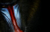 Close up portrait of a male mandrill mandrills,mammal,mammals,vertebrate,vertebrates,terrestrial,monkey,monkeys,primate,primates,face,colour,pattern,red,blue,nose,snout,eyes,colourful,close up,shallow focus,portrait,negative space,Mandri
