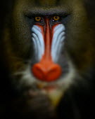Close up portrait of a male mandrill mandrills,mammal,mammals,vertebrate,vertebrates,terrestrial,monkey,monkeys,primate,primates,face,colour,pattern,red,blue,nose,snout,eyes,colourful,close up,shallow focus,portrait,blurred,blur,Mandrill