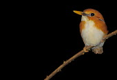 Madagascar pygmy-kingfisher perching on a branch with a black background bird,birds,birdlife,avian,aves,wings,feathers,bill,plumage,perch,perched,perching,sitting,black,close up,orange,kingfisher,pygmy kingfisher,negative space,Madagascar pygmy-kingfisher,Ceyx madagascarie