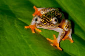 Whitebelly reed frog sat on a leaf Animalia,Chordata,Amphibia,Anura,Hyperoliidae,Heterixalus alboguttatus,orange,green background,green,leaf,macro,yellow,spots,pattern,feet,toes,close up,webbed feet,frog,frogs,frogs and toads,amphibian