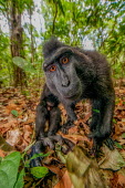 Crested black macaque investigating the camera macaques,mammal,mammals,vertebrate,vertebrates,terrestrial,monkey,monkeys,primate,primates,eyes,close up,shallow focus,forest,jungle,rainforest,leaf litter,foraging,curious,looking at camera,action,fa