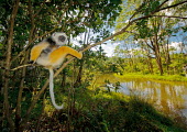 Diademed sifaka sat in a tree overlooking a river primate,primates,lemur,lemurs,endemic,Madagascar,tropical,rainforest,legs,yellow,fur,eyes,face,relaxed,relaxing,sifaka,river,stream,rivers and streams,jungle,jungles,forest,arboreal,habitat,Diademed s