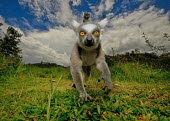 Ring-tailed lemur investigating the camera primate,primates,lemur,lemurs,endemic,Madagascar,tropical,rainforest,eyes,face,looking at camera,grass,ring tail,ring-tailed,action,close up,movement,sky,Ring-tailed lemur,Lemur catta,Chordates,Chorda