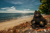 Crested black macaque sat on a beach macaques,mammal,mammals,vertebrate,vertebrates,terrestrial,monkey,monkeys,primate,primates,eyes,sitting,hands,feet,beach,sky,blue sky,tropical,coast,coastal,sea,ocean,water,eat,eating,feeding,food,tee