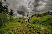 A troop of ring-tailed lemur walking through tall grass primate,primates,lemur,lemurs,endemic,Madagascar,tropical,forest,field,grass,ring tail,ring-tailed,troop,group,tail,tails,sky,clouds,cloudy,stormy,rain cloud,weather,Ring-tailed lemur,Lemur catta,Chor