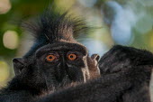Crested black macaque peering at the camera macaques,mammal,mammals,vertebrate,vertebrates,terrestrial,monkey,monkeys,primate,primates,eyes,close up,shallow focus,Crested black macaque,Macaca nigra,Mammalia,Mammals,Chordates,Chordata,Primates,O