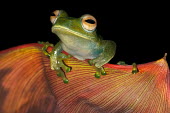 Boophis frog sat on peach coloured petal Animalia,Chordata,Amphibia,Anura,Mantellidae,Boophis elenae,frog,frogs,frogs and toads,amphibian,amphibians,eye,eyes,skin,pigment,pigmentation,colourful,colour,blue,leaf,macro,close up,red,orange,happ