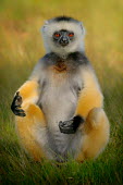 Diademed sifaka sunbathing in open grass primate,primates,lemur,lemurs,endemic,Madagascar,tropical,rainforest,sunbathing,belly,arms,yellow,fur,eyes,face,looking at camera,shallow focus,grass,relaxed,relaxing,sifaka,funny,Diademed sifaka,Prop