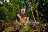 Coquerelâs sifaka sat on the forest floor primate,primates,lemur,lemurs,endemic,Madagascar,tropical,rainforest,surprised,belly,arms,yellow,fur,eyes,face,looking at camera,sifaka,funny,Coquerelâs sifaka,Propithecus coquereli,Coquerel's sifa