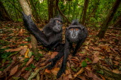 A pair of crested black macaque investigating the camera macaques,mammal,mammals,vertebrate,vertebrates,terrestrial,monkey,monkeys,primate,primates,eyes,close up,forest,jungle,rainforest,leaf litter,foraging,curious,looking at camera,action,face,Crested bla